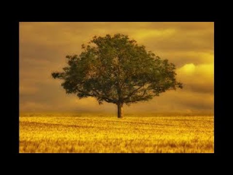 OS JUSTI - Z. Randall Stroope