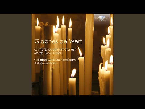 Motets, Book 1: No. 13, Domine si tu es
